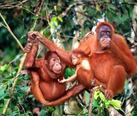 Orang Utan Island, Semanggol, Perak