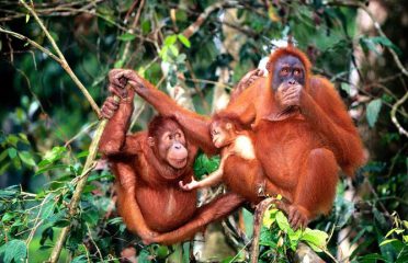 Orang Utan Island, Semanggol, Perak