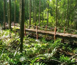 Matang Mangrove Forest Reserve, Kuala Sepetang, Perak