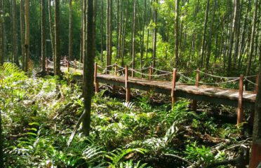 Matang Mangrove Forest Reserve, Kuala Sepetang, Perak