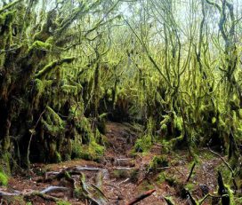 Mossy Forest, Brinchang