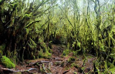 Mossy Forest, Brinchang